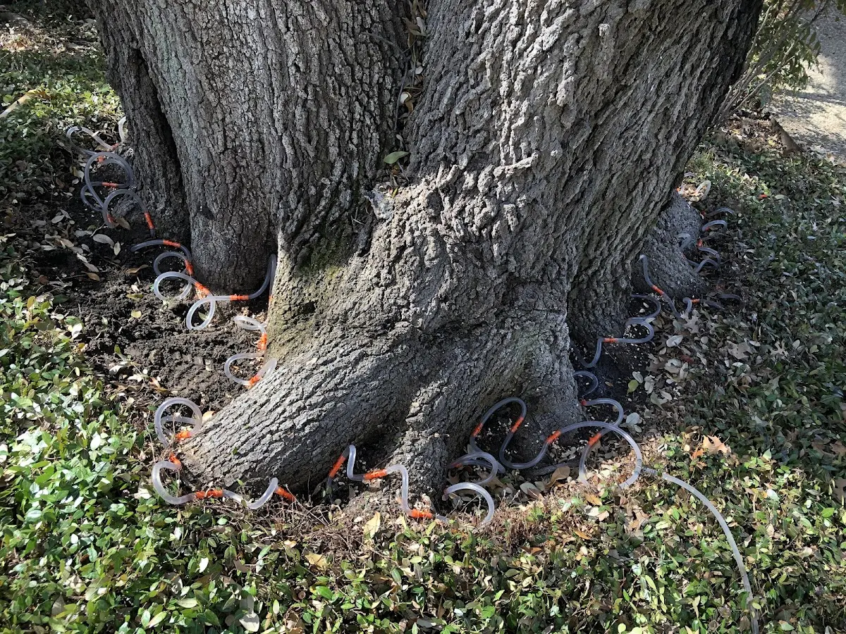 Detailed Tree Cabling and Bracing job site in Spencer